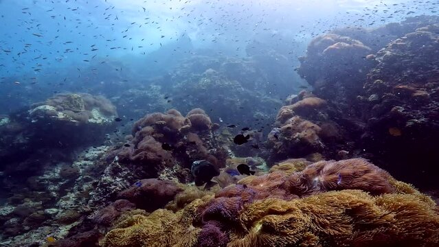 Under Water Film from Thailand - Corals and rocks with various tropical fish - a Batfish in the centre of the image