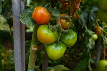 Tomato plant fruits