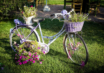 Fototapeta premium Vintage bicycle with lavender surfinia flower parked in the garden