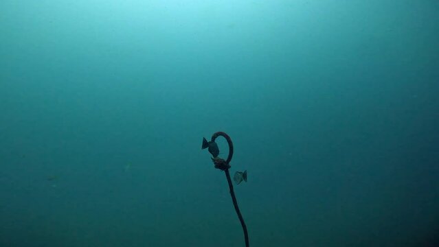 Under Water Film from Thailand - Two tropical fish swim through a circular rope knot floating in the water
