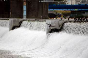 堰堤とカワウ