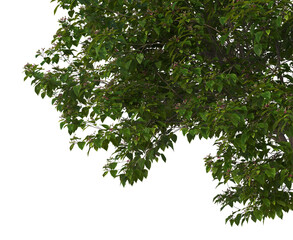 Foreground twigs on a white background.