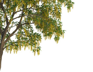 Foreground twigs on a white background.