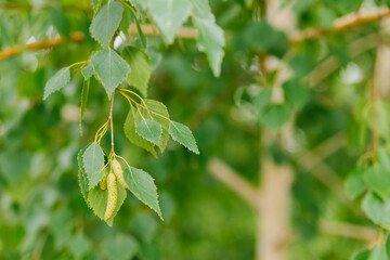 Fresh green spring background with birch catkins and young juicy green leaves on branches. Betula pendula. Close-up.