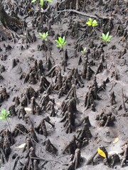 Beautiful Mangrove Forest New life from the mud Brown and Green