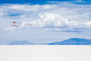 Flamingos on the Laguna Colorado, Bolivia. Wildlife of Altiplano, South America