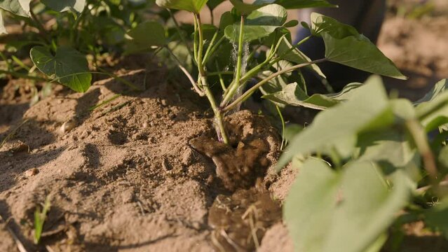 Farmer watering young plants of potatoes