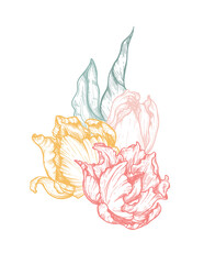 Beautiful hand drawn vector composition with tulip flowers