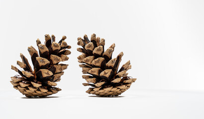 Isolated Pine cone on white background