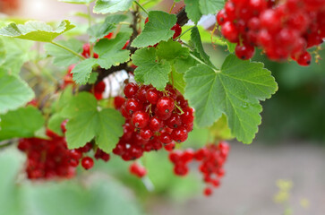 Cluster of ripe red currant with green leaves on a branch in the garden. The concept of organic gardening. Close-up, selective focus.