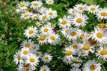 Selective focus of white flowers Leucanthemum maximum in the garden, Shasta daisy is a commonly grown flowering herbaceous perennial plant with the classic daisy appearance, Nature floral background.