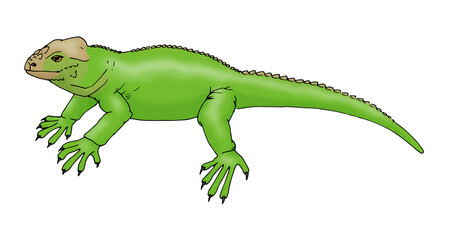 Leguan