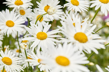 Closeup of white Marguerite daisies growing in a garden or meadow for medicinal horticulture or chamomile tea leaves harvest. Argyranthemum frutescens flowers blooming in a field