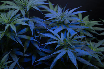 Naklejka na ściany i meble Cannabis tree with color light filltered on black background