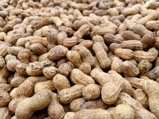 Peanut pods, or peanut legume, harvest beans in hand, for selling 
