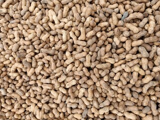 Peanut pods, or peanut legume, harvest beans in hand, for selling 