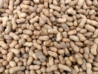 Peanut pods, or peanut legume, harvest beans in hand, for selling 