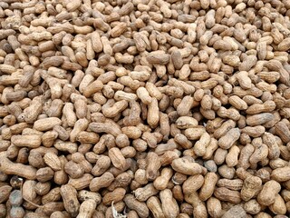 Peanut pods, or peanut legume, harvest beans in hand, for selling 