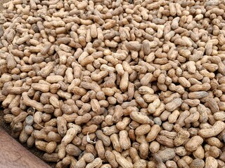 Peanut pods, or peanut legume, harvest beans in hand, for selling 