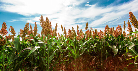 Biofuel and new boom Food, Sorghum Plantation industry. Field of Sweet Sorghum stalk and seeds. Millet field. Agriculture field of sorghum, named also Durra, Milo, or Jowari. Healthy nutrients  - obrazy, fototapety, plakaty