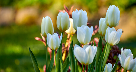 Fototapeta premium Wallpaper of white tulip flowers growing in a garden outside with bokeh background for copy space. Many open blooms on delicate bulb plants growing in a green backyard for quiet nature scene