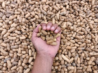 Peanut pods, or peanut legume, harvest beans in hand, for selling 