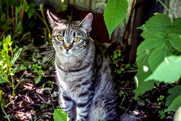 cat is sitting in a garden among greenery