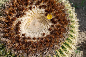 Cactus