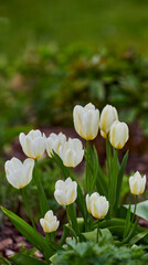 White tulips growing, blossoming, flowering in a lush green garden. Bunch of didiers tulip flowers from tulipa Gesneriana species blooming in a park. Horticulture, cultivation of happiness and hope.