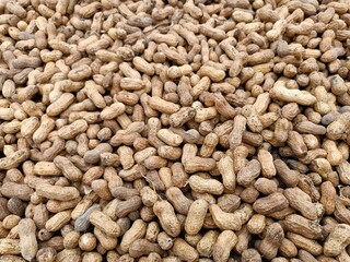 Peanut pods, or peanut legume, harvest beans in hand, for selling 