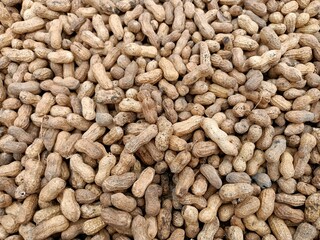 Peanut pods, or peanut legume, harvest beans in hand, for selling 