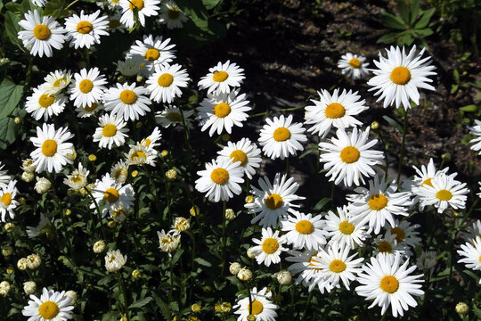 fresh bright white daisies in the garden