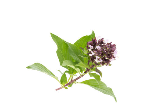 green basil with purple flowers isolated on white background spices food and herbs