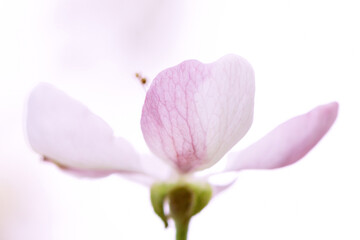 Obraz premium White delicate flower