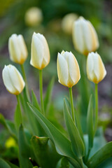 Fototapeta na wymiar White and yellow tulips in a garden background. Bunch of beautiful elegant tulip flowers with green stem and leaves. A perennial flowering plant growing in a park for its beauty and aromatic scent