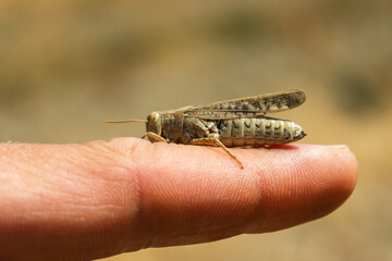 A locust insect is sitting on a man's arm.