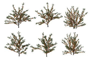 Grass and shrubs on a white background.