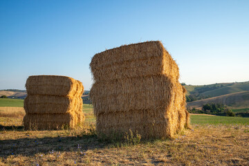 A view of haystacks in a field near Montegridolfo, an antique village in the Emilia-Romagna region of Italy. Cultivated fields on the hillside, under the first rays of sunlight, just after the dawn.