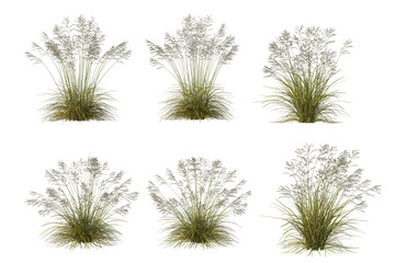 Grass and shrubs on a white background.