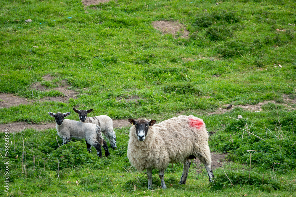 Sticker white sheep with a black face with her cute lambs