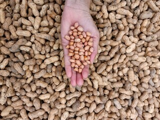 Peanut pods, or peanut legume, harvest beans in hand, for selling 