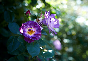Purple garden roses in beautiful sunlight. Copy space