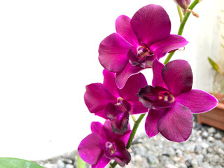 Fototapeta na wymiar Pretty purple petals of Dendrobium orchid blooming on white background. Dendrobium panama red flower, isolated selective focus.