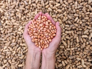 Peanut seeds in hand, harvest peanut 