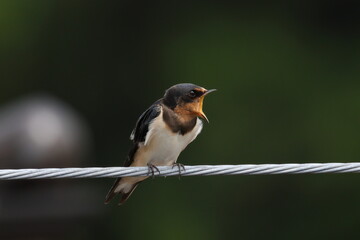 仲間に呼びかけるツバメの若鳥