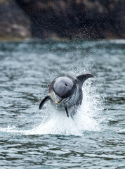 dolphin jumping out of water