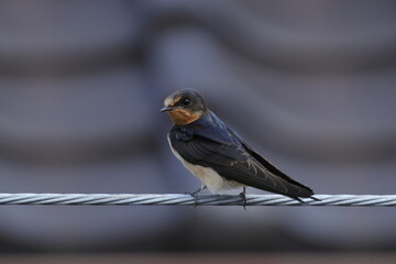 渡りを終えたツバメ