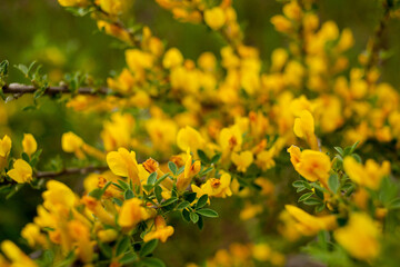 Yellow flowers on the bush, in the country, photo close-up. Selective focus. Photo for your...