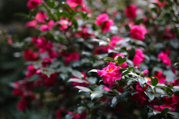 Fototapeta premium flower