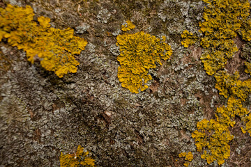 Yellow lichen on the bark of a chestnut tree, photo close-up. - obrazy, fototapety, plakaty